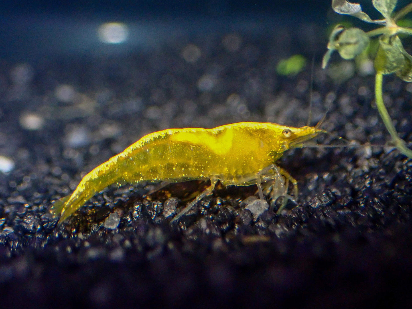 Golden Yellow Neocaridina