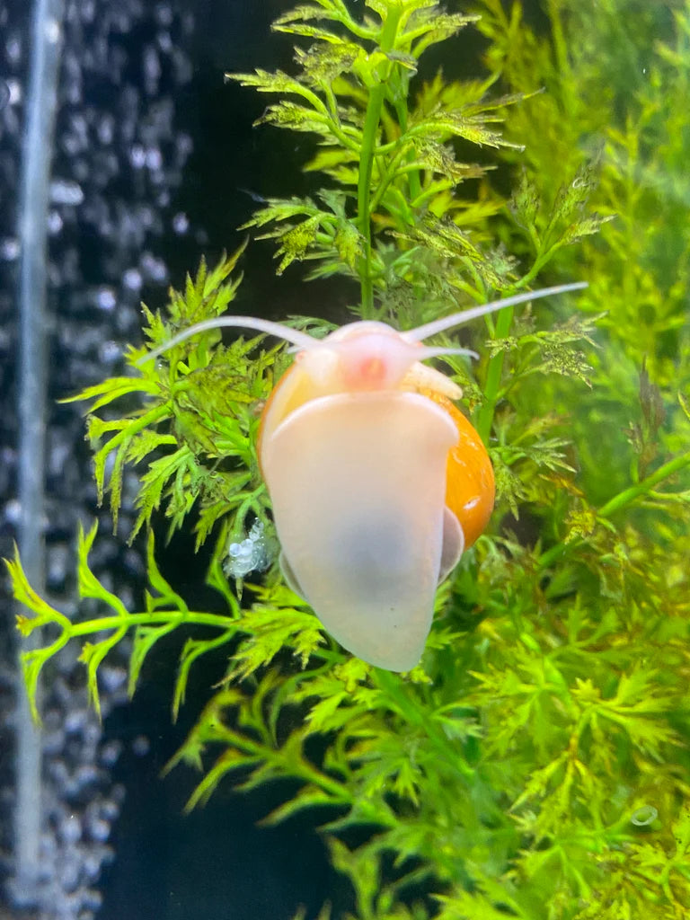 Golden Mystery Snails