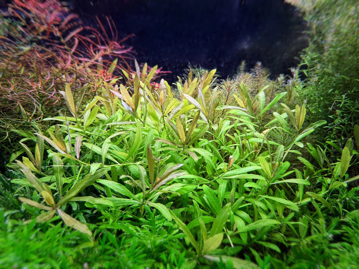 Hygrophila Polysperma Rosanervig
