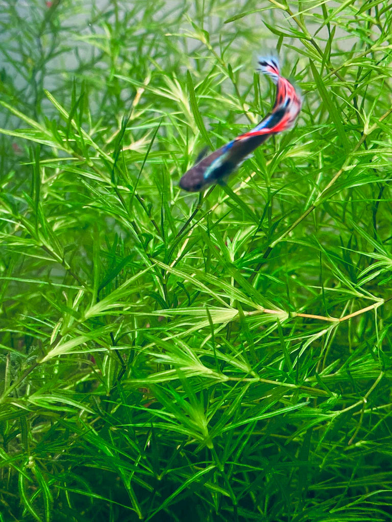 Guppy Grass -  Najas Guadalupensis