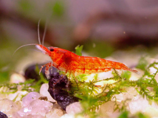 Sakura Cherry Neocaridina