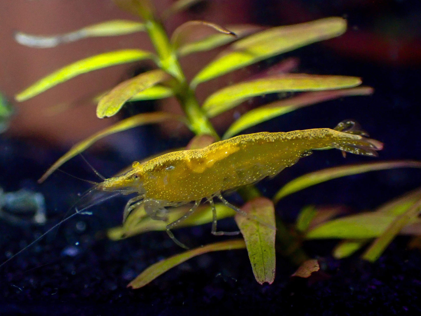 Golden Yellow Neocaridina