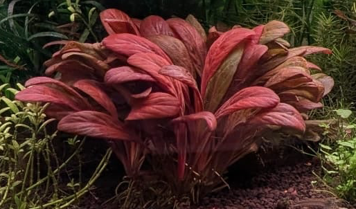 Samolus Parviflorus ‘Red’