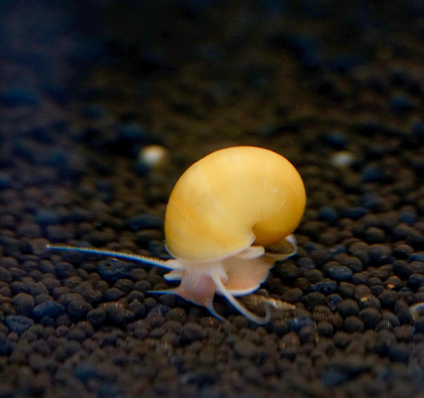 Golden Mystery Snails