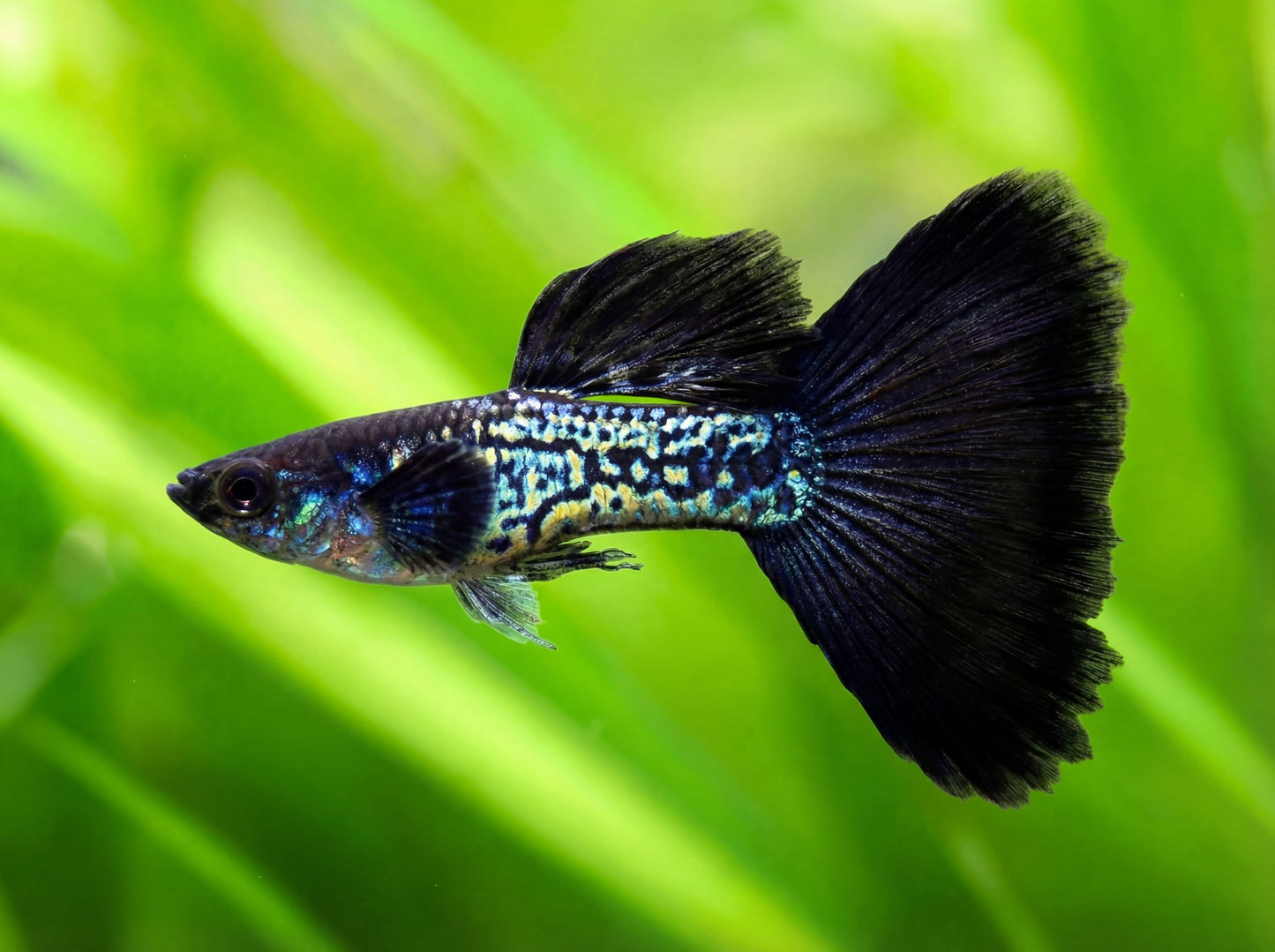Black Metal Snakeskin Guppies