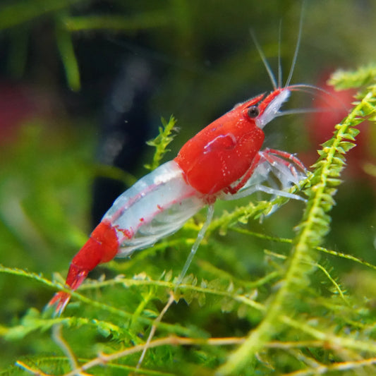 Red Rili Neocaridina