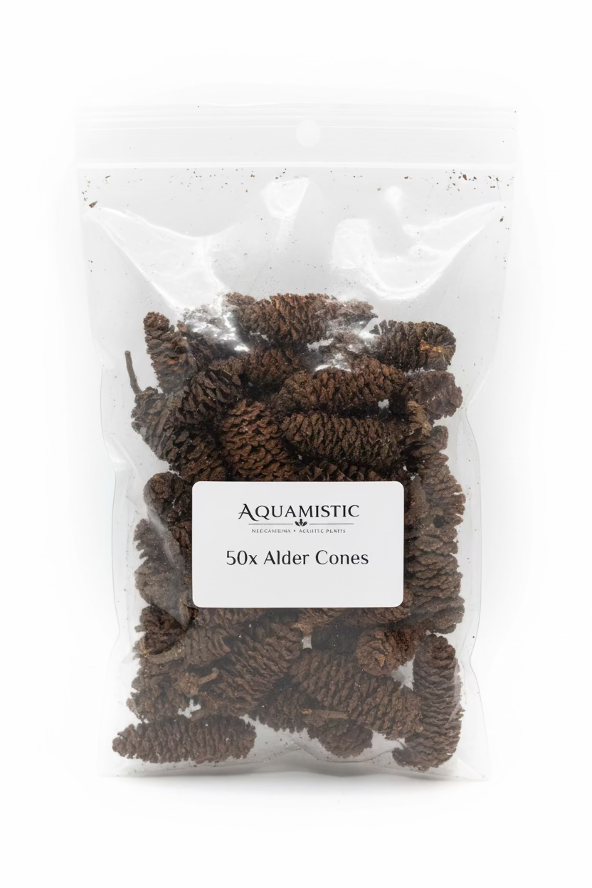 Alder Cones
