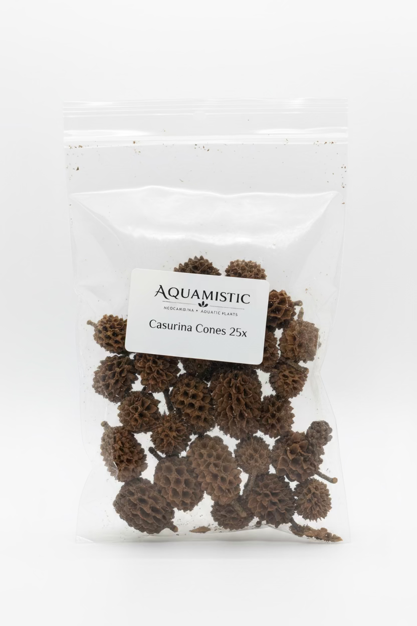 Casurina Cones