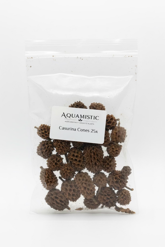 Casurina Cones