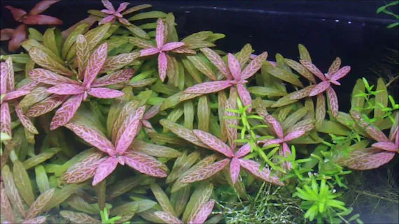 Hygrophila Polysperma Rosanervig
