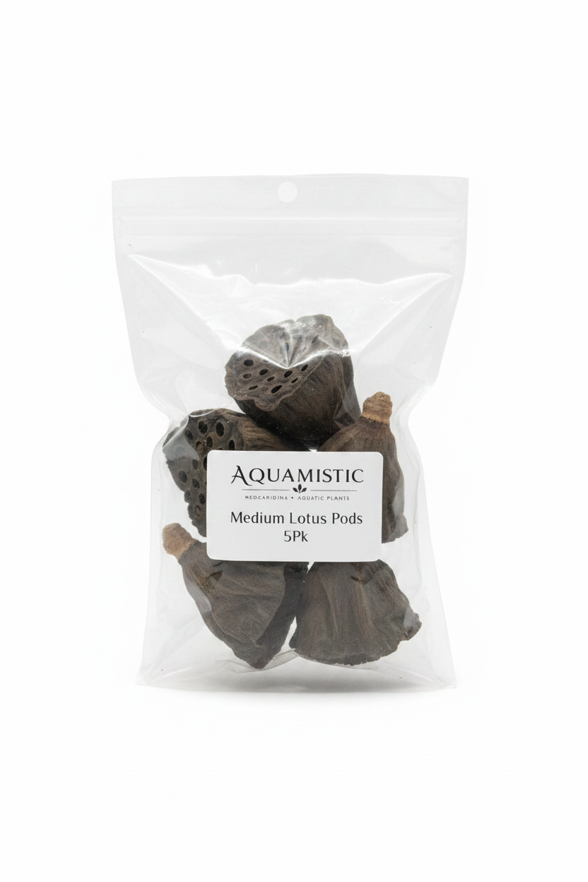 Lotus Pods (Medium)