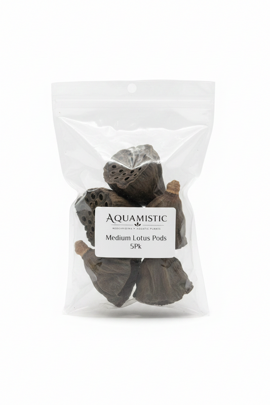 Lotus Pods (Medium)