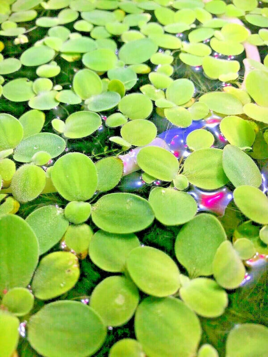 Dwarf Water Lettuce
