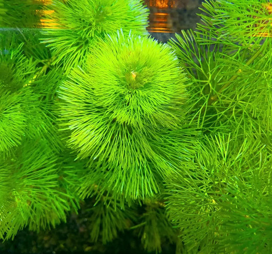 Cabomba
