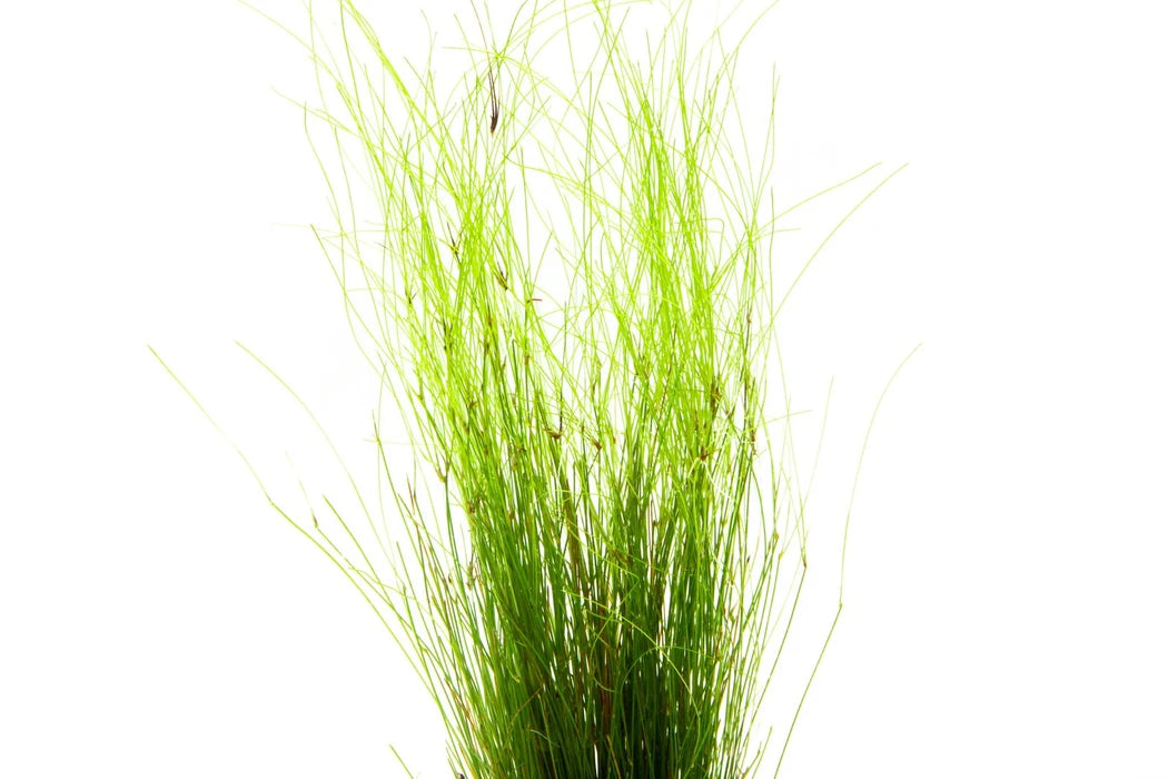 Umbrella hairgrass - Eleocharis Vivapara