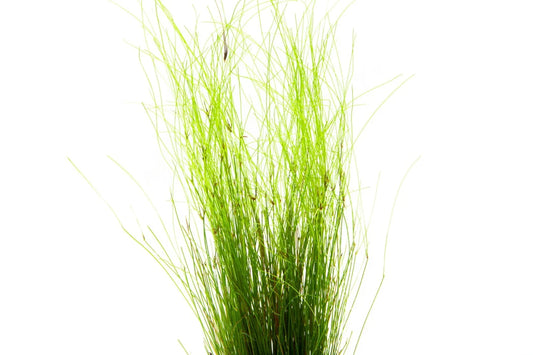 Umbrella hairgrass - Eleocharis Vivapara