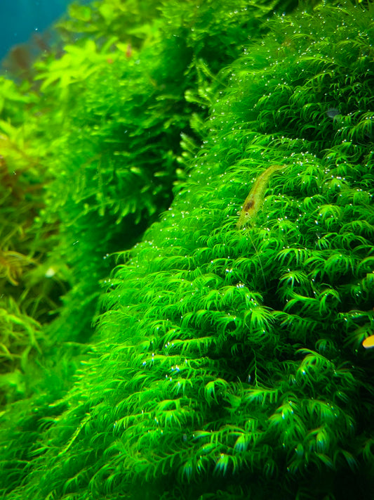 Phoenix Moss - Fissidens Fontanus