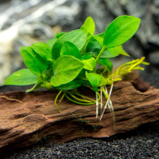 Anubias Nana