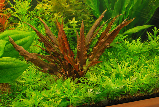 Crypt Wendtii